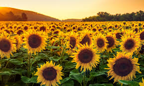Image result for Sonnenblume