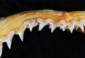 Image result for Sphyrna lewini