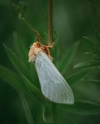Attēlu rezultāti vaicājumam “Hepialus humuli male”