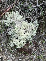 Attēlu rezultāti vaicājumam “Evernia prunastri”