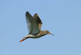 Attēlu rezultāti vaicājumam “Tringa totanus adult”