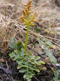 Attēlu rezultāti vaicājumam “Botrychium multifidum”