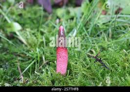 Attēlu rezultāti vaicājumam “Mutinus ravenelii”