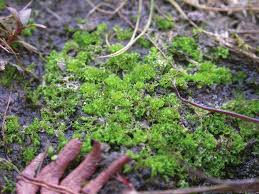 Attēlu rezultāti vaicājumam “Leiocolea rutheana cells”