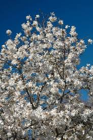 Attēlu rezultāti vaicājumam “Magnolia x loebneri”