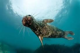 Image result for Ilfracombe Orcas Octopush Club