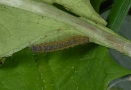 Attēlu rezultāti vaicājumam “Polypogon tentacularius male”