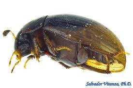 Attēlu rezultāti vaicājumam “Hydrophilidae”