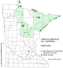 Attēlu rezultāti vaicājumam “Lathyrus japonicus subsp. maritimus fruit”