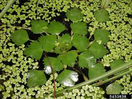 Attēlu rezultāti vaicājumam “Trapaceae”