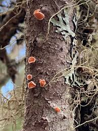 Attēlu rezultāti vaicājumam “Aleurodiscus amorphus”