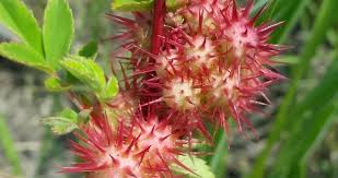 Attēlu rezultāti vaicājumam “Diplolepis bicolor”