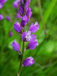 Attēlu rezultāti vaicājumam “Polygala comosa”