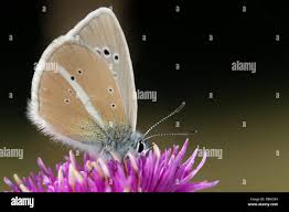 Attēlu rezultāti vaicājumam “Agrodiaetus damon”