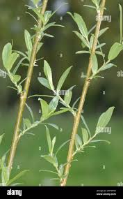 Attēlu rezultāti vaicājumam “Salix triandra leaf”