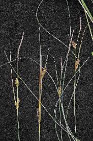 Attēlu rezultāti vaicājumam “Carex lasiocarpa female flower”