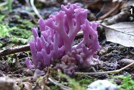 Attēlu rezultāti vaicājumam “Clavulina amethystina”