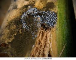 Attēlu rezultāti vaicājumam “Lignydium muscorum young”