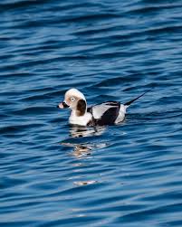 Attēlu rezultāti vaicājumam “Clangula hyemalis”