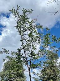 Attēlu rezultāti vaicājumam “Robinia neomexicana”