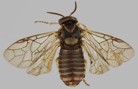 Attēlu rezultāti vaicājumam “Gilpinia”