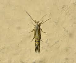 Attēlu rezultāti vaicājumam “Coleophoridae”