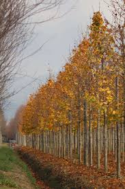 Attēlu rezultāti vaicājumam “Acer platanoides”