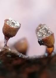 Attēlu rezultāti vaicājumam “Craterium sp.”