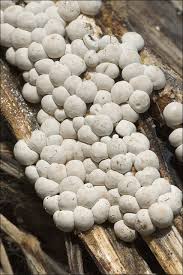 Attēlu rezultāti vaicājumam “Diderma globosum”