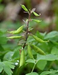 Attēlu rezultāti vaicājumam “Corydalis cava fruit”