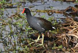 Attēlu rezultāti vaicājumam “Gallinula chloropus”
