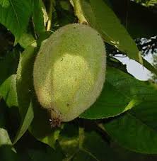 Attēlu rezultāti vaicājumam “Juglans cinerea fruit”