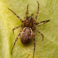 Attēlu rezultāti vaicājumam “Neriene montana”