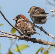 Attēlu rezultāti vaicājumam “Passer domesticus male”