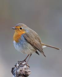 Image result for Erithacus rubecula