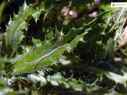 Attēlu rezultāti vaicājumam “Carlina biebersteinii fruit”