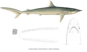 Image result for Carcharhinus falciformis
