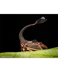 Attēlu rezultāti vaicājumam “Trichia alpina macro”