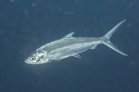 Image result for Chanos chanos