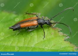 Attēlu rezultāti vaicājumam “Stenurella melanura”