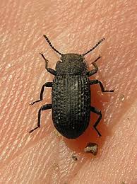 Attēlu rezultāti vaicājumam “Bolitophagus reticulatus imago”