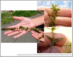 Attēlu rezultāti vaicājumam “Hydrilla verticillata”