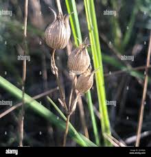 Attēlu rezultāti vaicājumam “Silene tatarica bud”