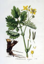 Attēlu rezultāti vaicājumam “Chelidonium majus”