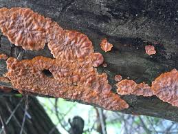 Attēlu rezultāti vaicājumam “Phlebia radiata”