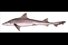 Image result for Mustelus asterias