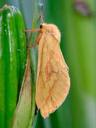 Attēlu rezultāti vaicājumam “Hepialus humuli”