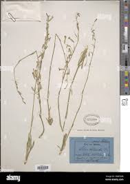 Attēlu rezultāti vaicājumam “Silene chlorantha”