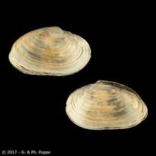 Attēlu rezultāti vaicājumam “Mya arenaria”