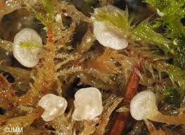 Attēlu rezultāti vaicājumam “Arrhenia retiruga”